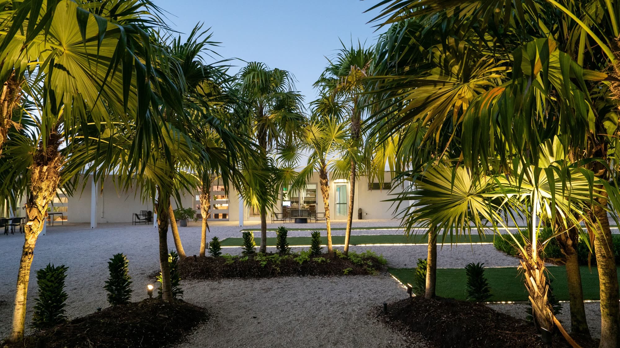The Yard at golden hour, palms leading to the lounge