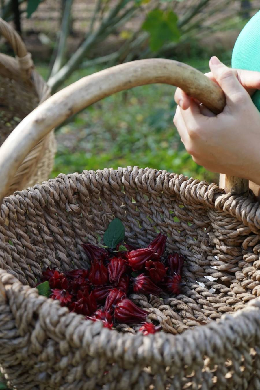 Woven basket of freshly harvested red roselle hibiscus from the ChoZen garden