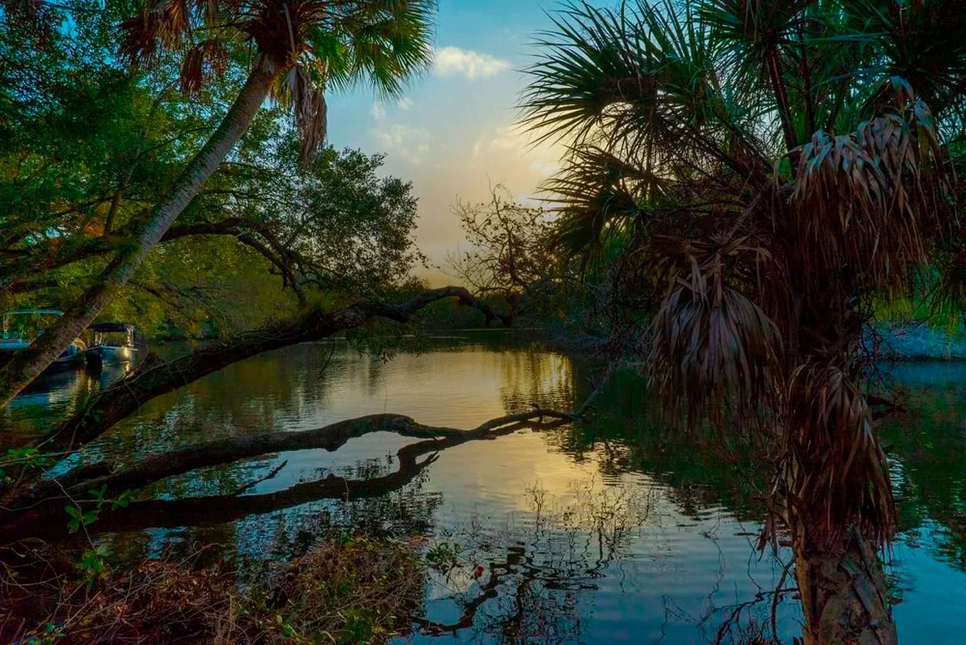 Sunset over the river beneath the palms