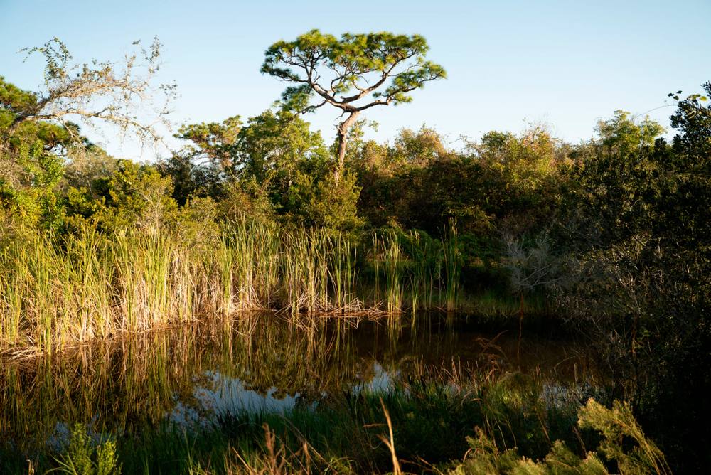 Golden light over the marsh at ChoZen