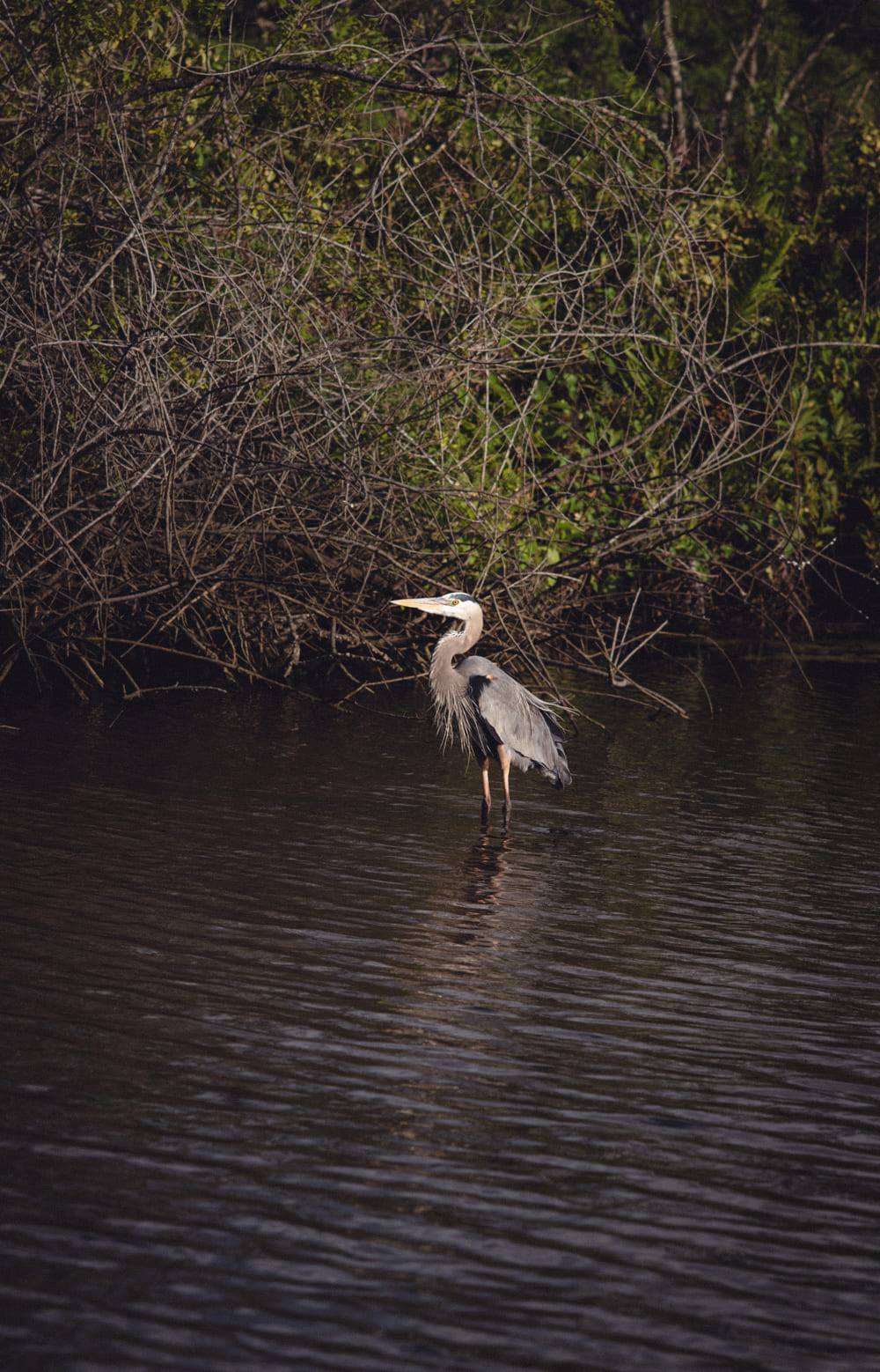 A great blue heron standing in the shallows of the St. Sebastian River