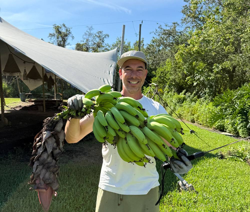 Smiling farmer holding a large bunch of green bananas harvested at the ChoZen farm