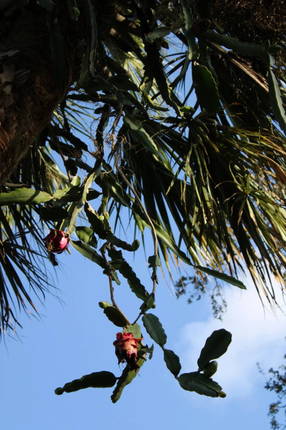 Dragon fruit cactus with a ripening red fruit climbing a palm on a ChoZen permaculture tour
