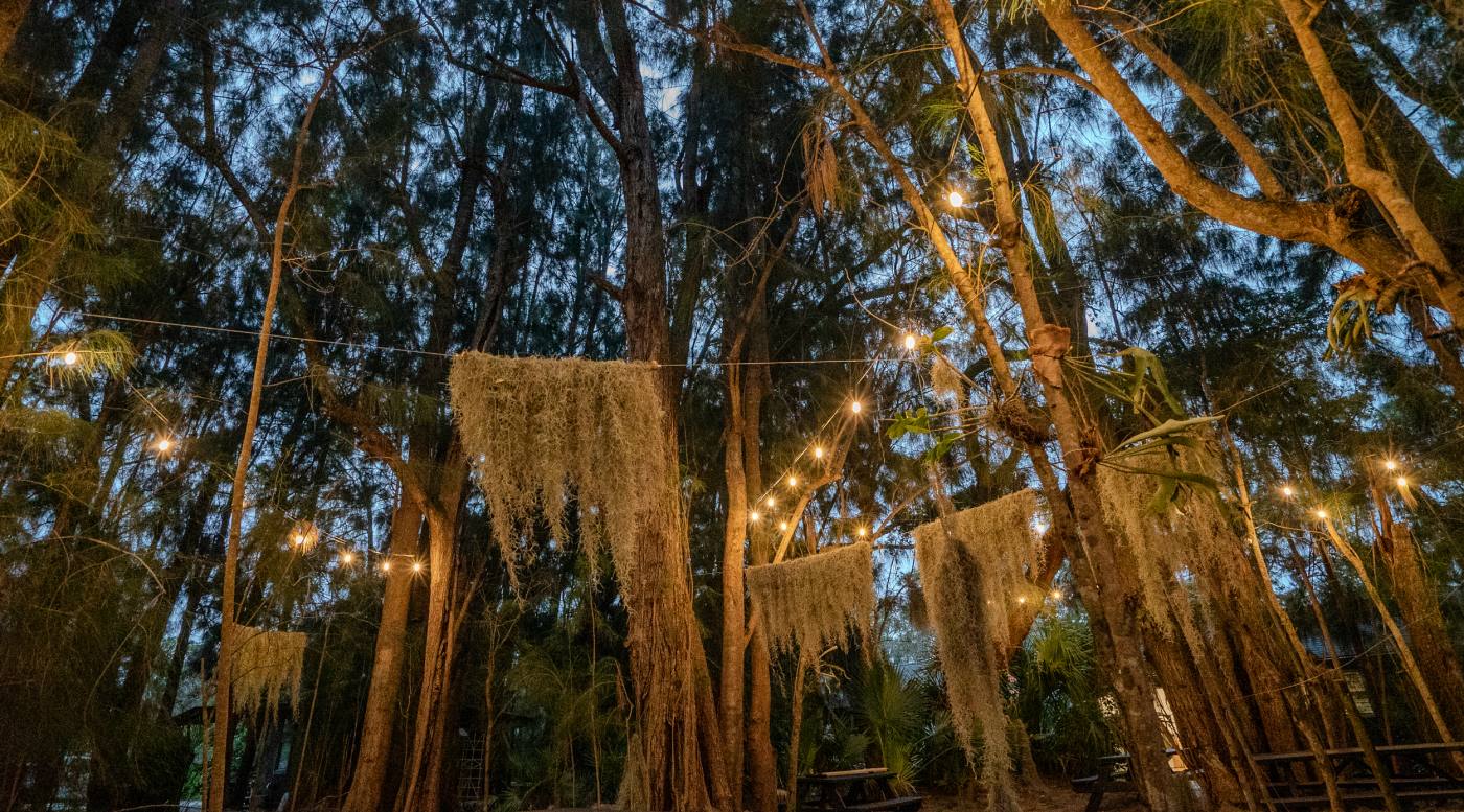 String lights through the moss-draped pines