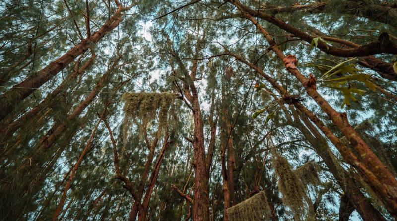 Looking up through the pine canopy at ChoZen