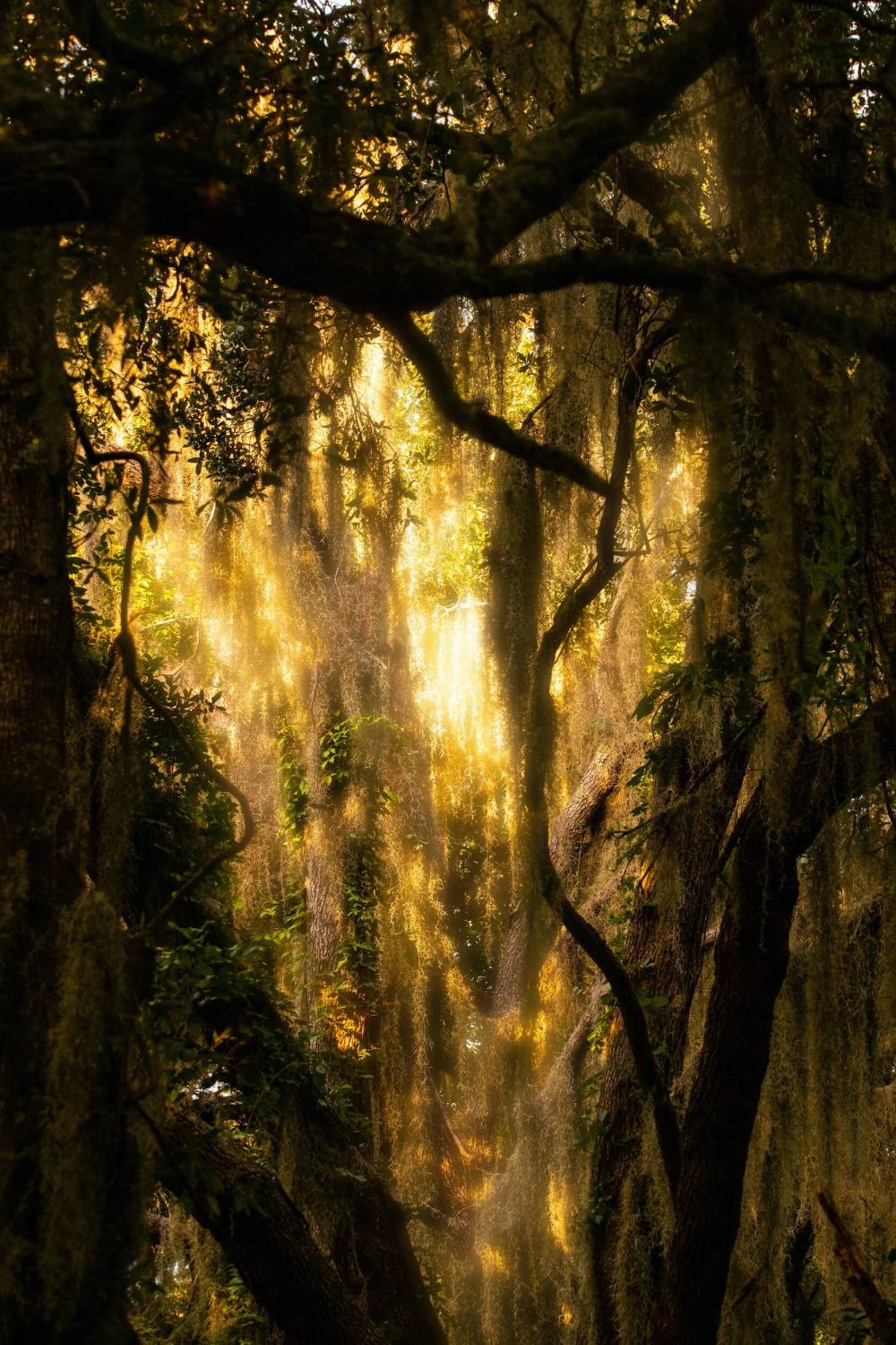 Golden sunlight filtering through Spanish moss and live oaks on a ChoZen forest bathing walk